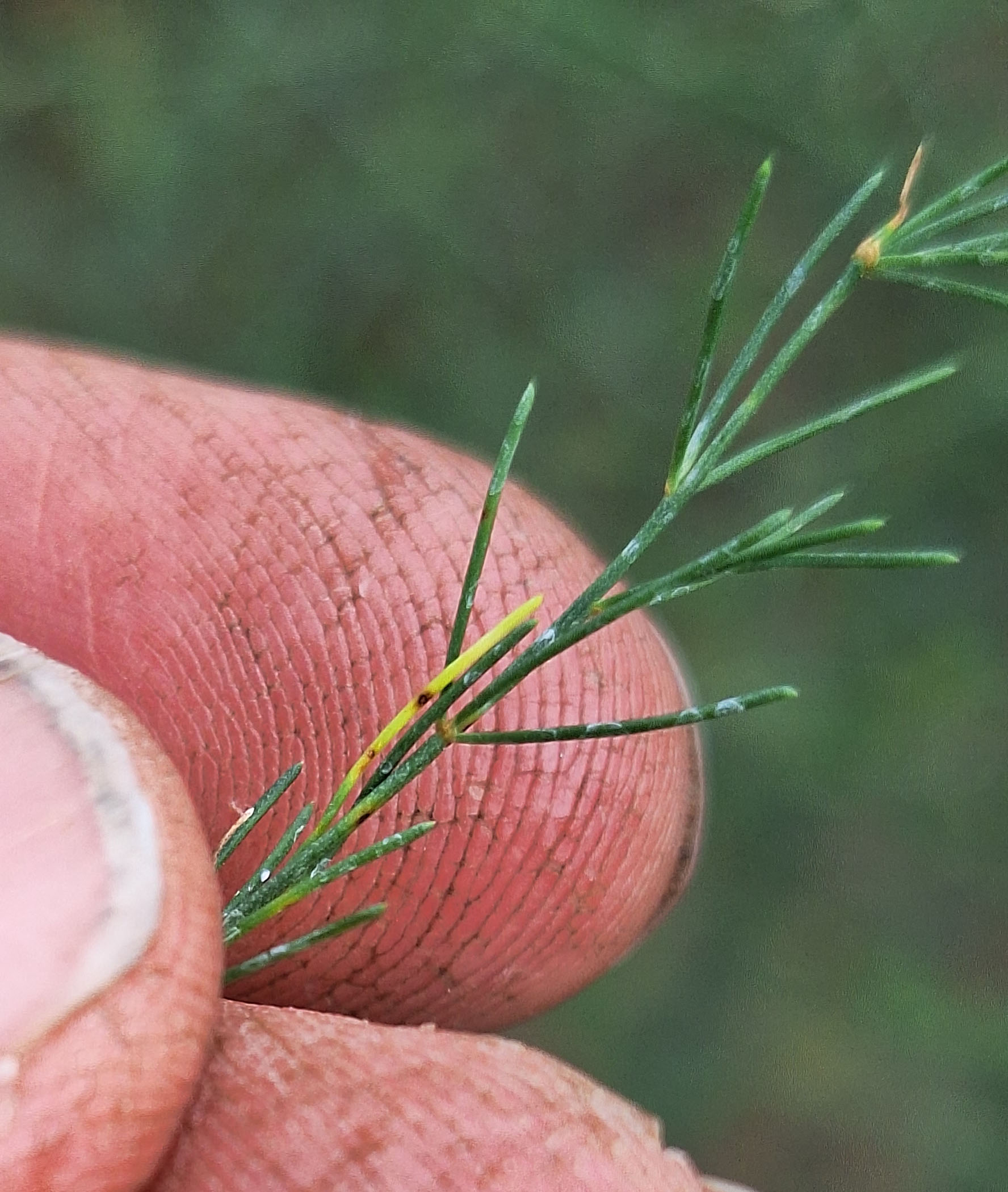 Lesions on asparagus branch.